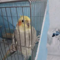 عروس هلندی ماده تو پور فول دستی
