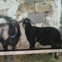 میش و بره