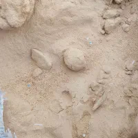 پودر آرد پوست برنج دامی