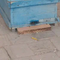 کندو در حد نو