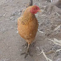 با سلام.شیشک ماده چاغ و درجه یک