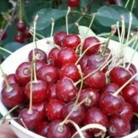 البالو تازه درجه یک زنوز گیلانار