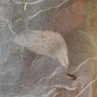 جوجه محلی واکسن خورده