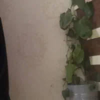 گل از خانواده پتوس
