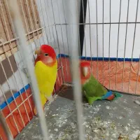 طوطی فروش