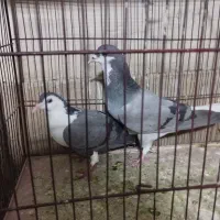 نرو ماده دم گیر
