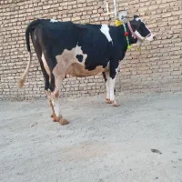 دوتا گاو شیری با گوساله