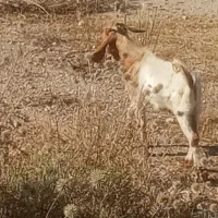کهر ه نر در جم