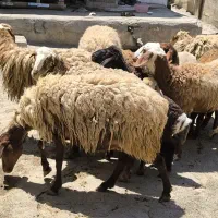 گوسفند با بره شک ۳شیره
