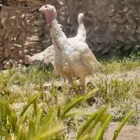 بوقلمون کامل طبیعی