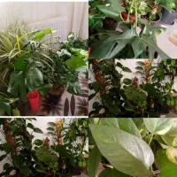 گل و گلدون زیر قیمت گلخانه