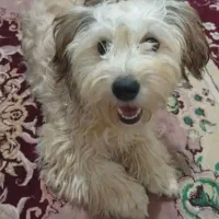 واگذاری سگ شیتزو ماده