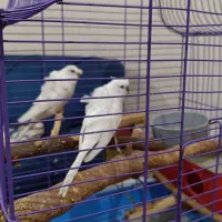 مرغ عشق پروانه ای