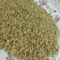 عدس امسال عمده فروشی