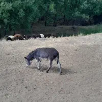 کره الاغ نره خر