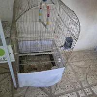عروس هلندی