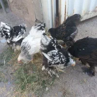 مرغ و خروس برهما