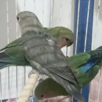 طوطی کوتوله یا طوطی برزیلی