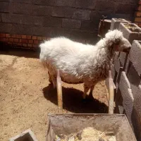 حیوانت مزرعه