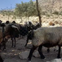 میش