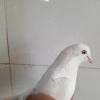 کفتر نر سفید