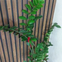 گل طبیعی|گل و گیاه طبیعی|اصفهان, دستگرده|دیوار