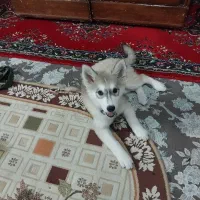 توله سگ هاسکی ۳ شناسنامه دار