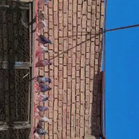فروش تعدادی کبوتر ساعتی