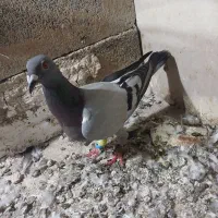 کبوتر دورگ