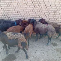 ۸راس میش سرخ