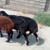 ۴ نر