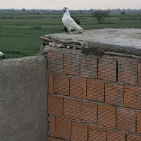کبوتر به شرط پرش