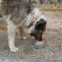 واگذاری سگ درشت جثه