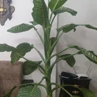 گل دیفن باخیا  بزرگ