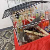 سه عدد عروس هلندی و سه عدد جوجه با تمام وسایل