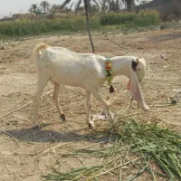 بز گلابی ابستن