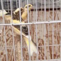 یک جفت قناری زیبا جوان