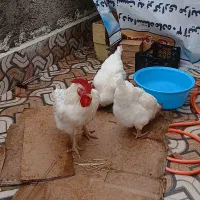 مرغ گوشتی وتخمگذار