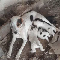 سگ شکاری اصل انگلیسی