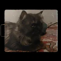 گربه پرشین مشکی ماده
