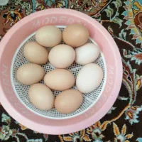 تخم مرغ محلی ولایتی