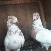 کبوتر زمین و آسمان