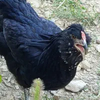 مرغ گلین و جوجه آمروک و جوجه گلین 20 روزه