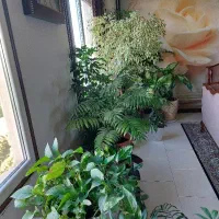 گلهای آپارتمانی