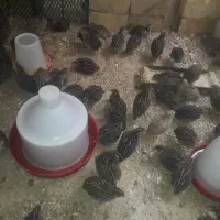 بلدرچین
