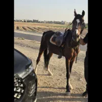 اسب عرب