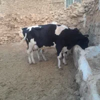 گاو شیری با گوساله نر