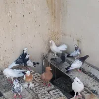 انواع کبوتر