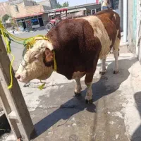 سلاخ گوسفندی ذبح گوساله گاوی تمام نقاط تهران
