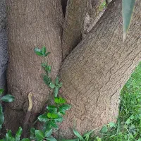 یوکا|گل و گیاه طبیعی|لولمان, |دیوار